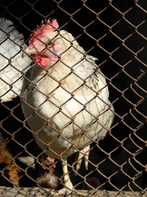 自二十世紀 自二十世紀